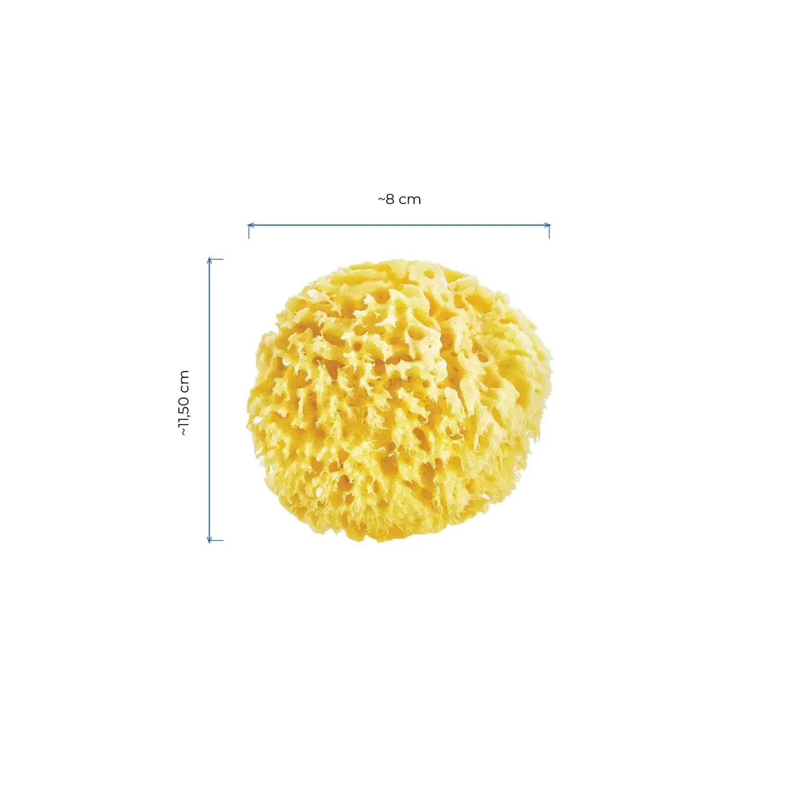 Babyjem sea sponge