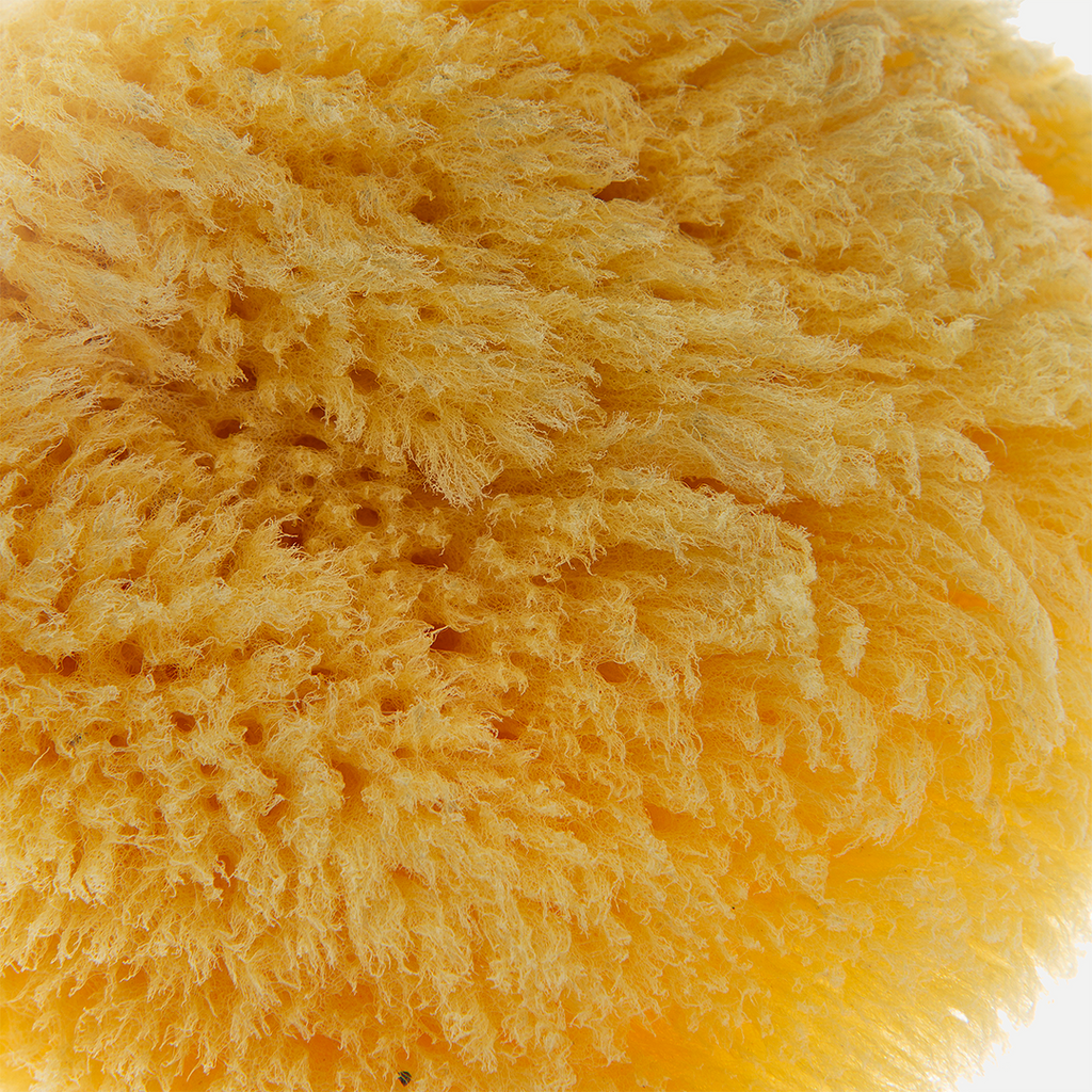 Babyjem sea sponge