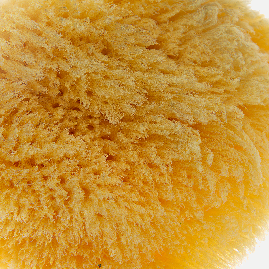 Babyjem sea sponge